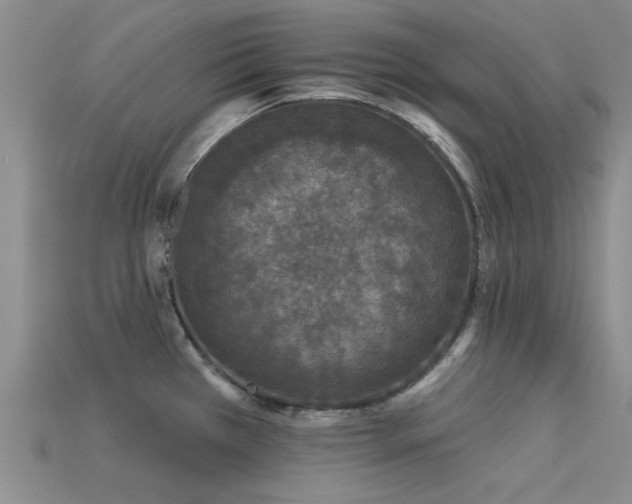 X0000113611385200909181410