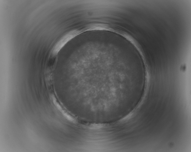 X0000113611385200909251132