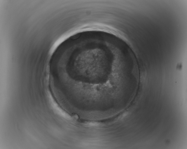 X0000113611522200909251130