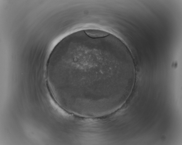 X0000113611527200909251130