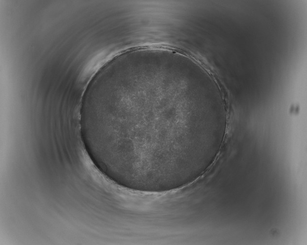 X0000113610002200910021815