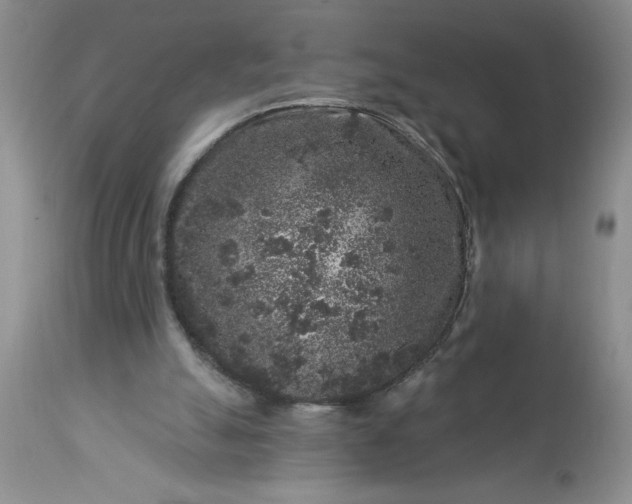 X0000113610055200910021813