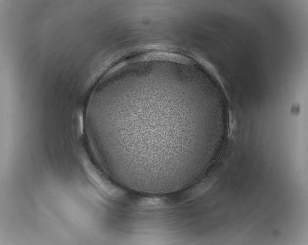 X0000113610061200910021813