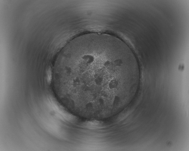 X0000113610069200910021814