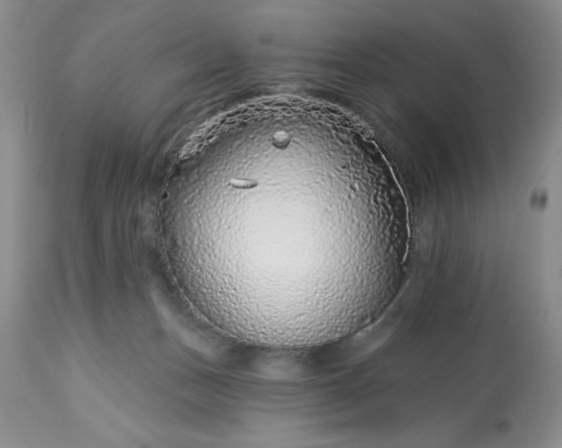 X0000113610175200910021812