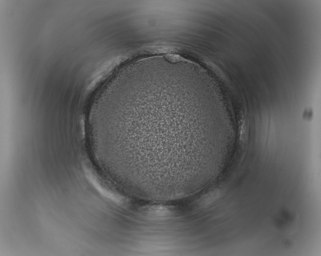 X0000113610254200910021810