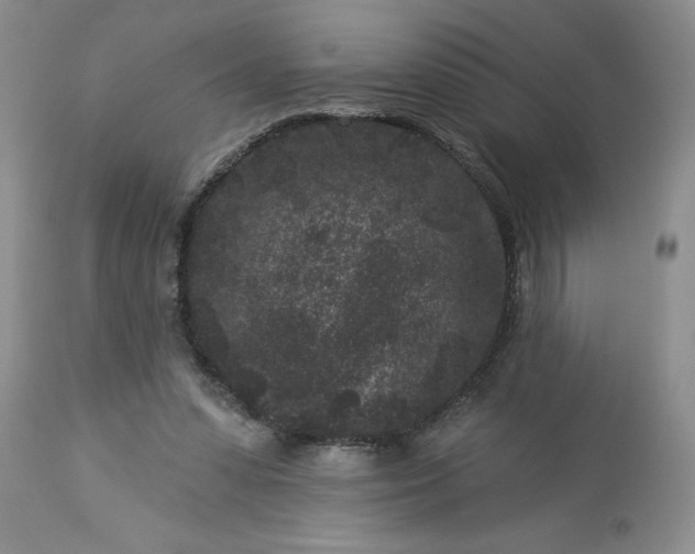 X0000113610303200910021810