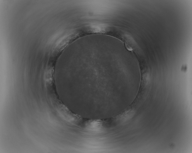 X0000113610325200910021810