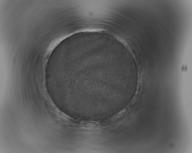 X0000113610337200910021809