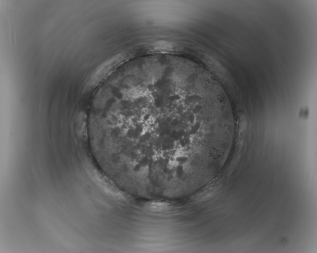 X0000113610361200910021809