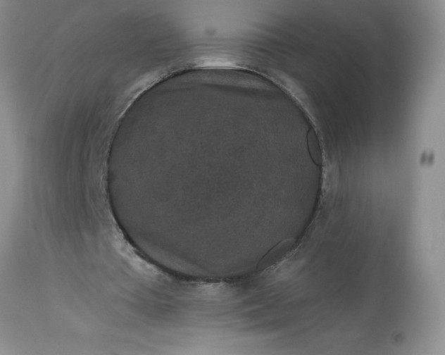 X0000113610385200910021809