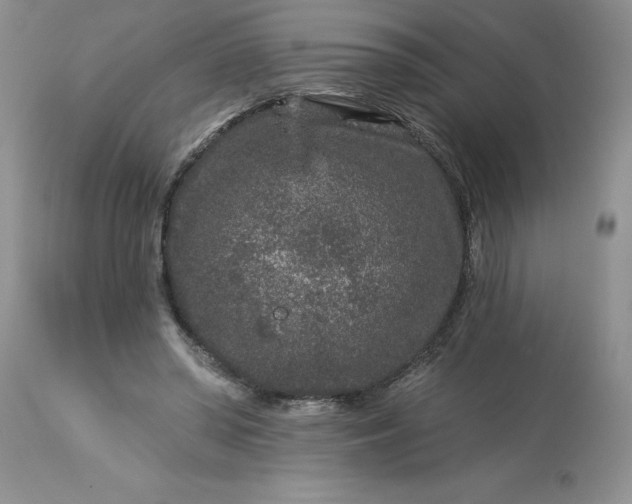 X0000113610398200910021809