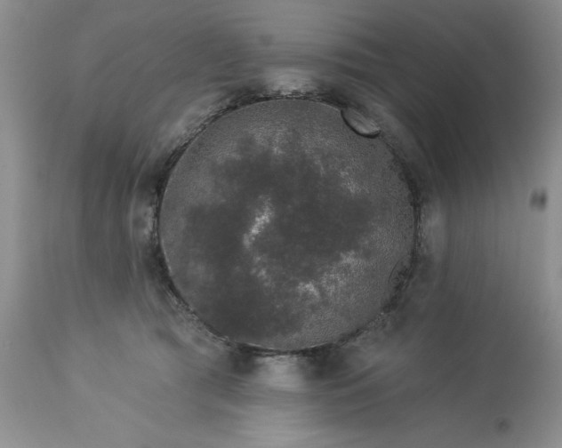 X0000113610417200910021808