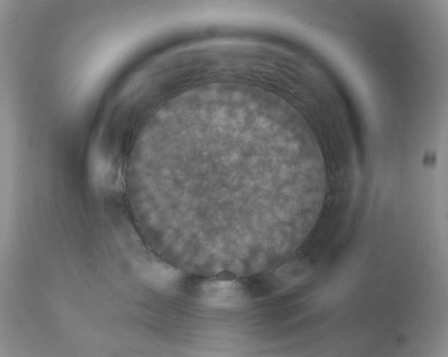 X0000113610431200910021808