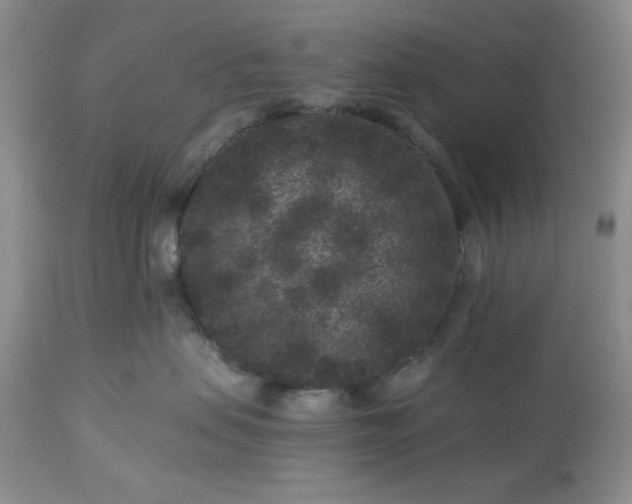 X0000113610479200910021808