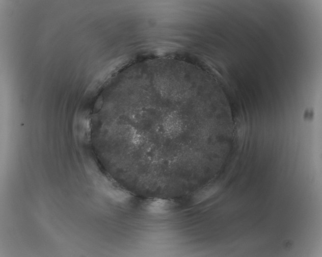 X0000113610527200910021807