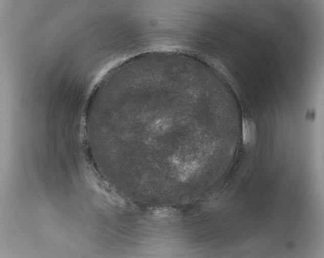 X0000113610579200910021806