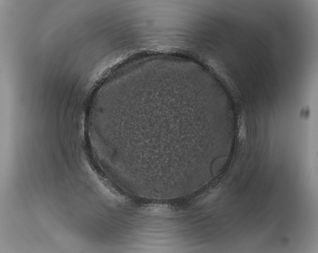 X0000113610685200910021805