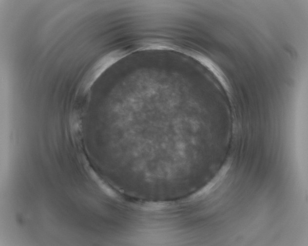 X0000113611385200910091532