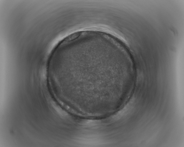 X0000113611506200910091530