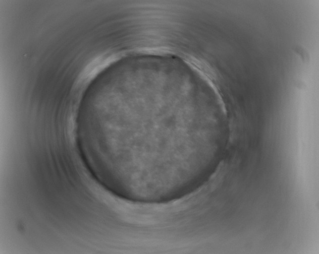 X0000113610002200910161940