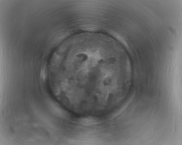 X0000113610069200910161939