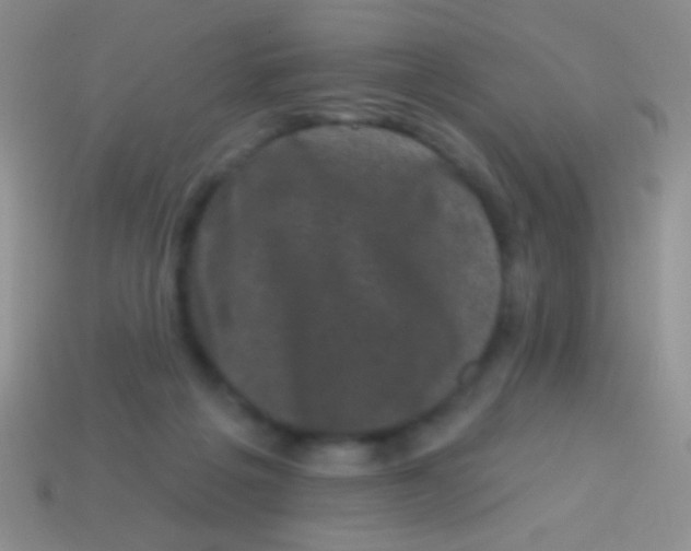 X0000113610217200910161937