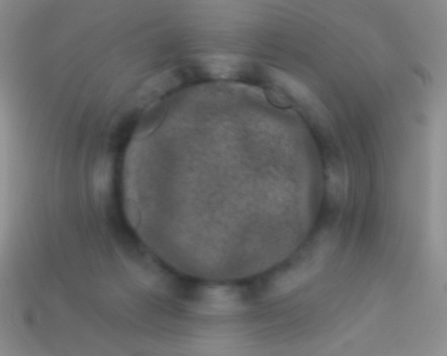 X0000113610221200910161937