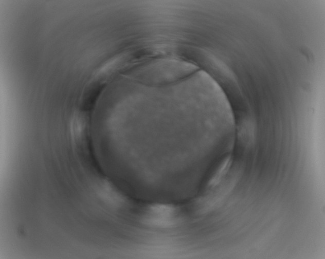 X0000113610233200910161936