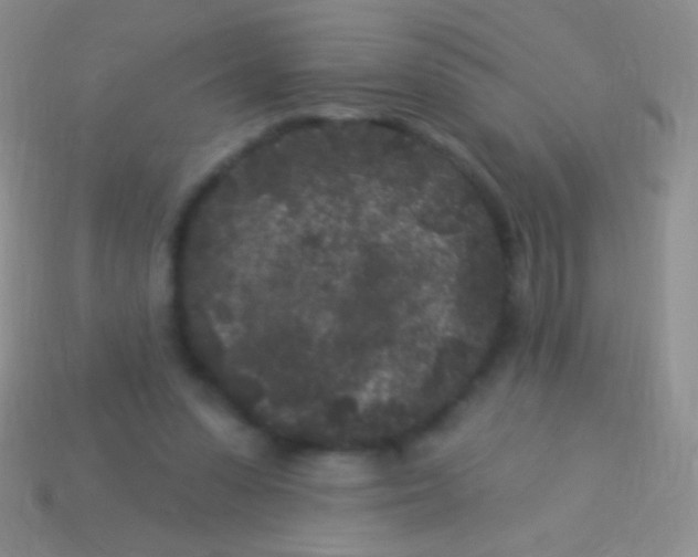 X0000113610303200910161936