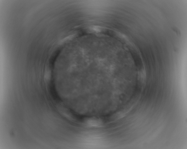 X0000113610331200910161935