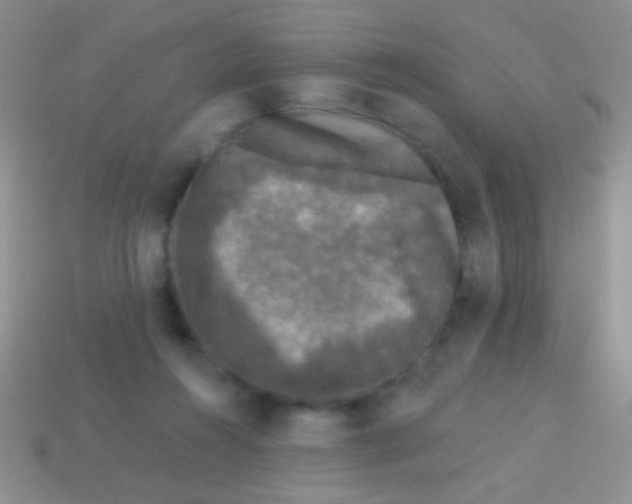 X0000113610360200910161935