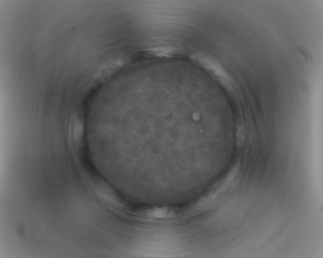 X0000113610365200910161935