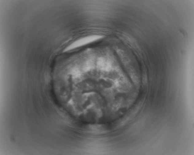 X0000113610367200910161935