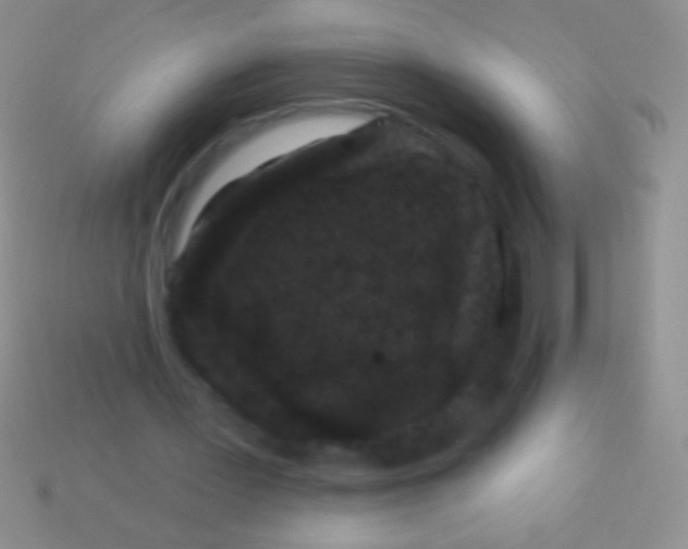 X0000113610387200910161934