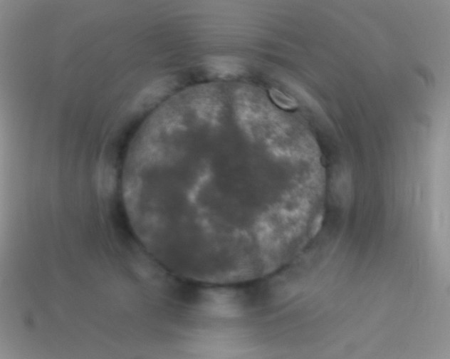 X0000113610417200910161934