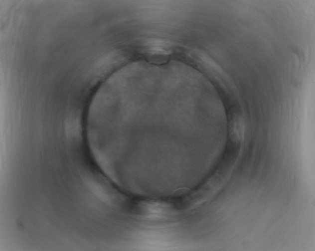 X0000113610512200910161932