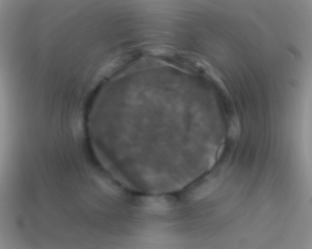 X0000113610524200910161932