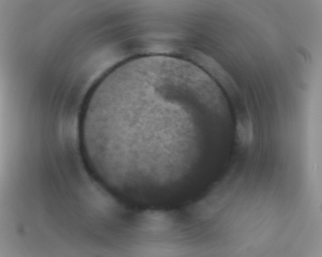 X0000113610534200910161931