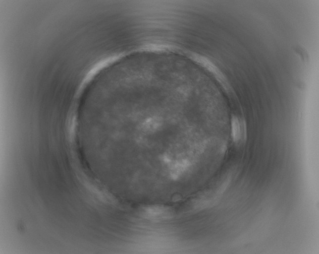 X0000113610579200910161931