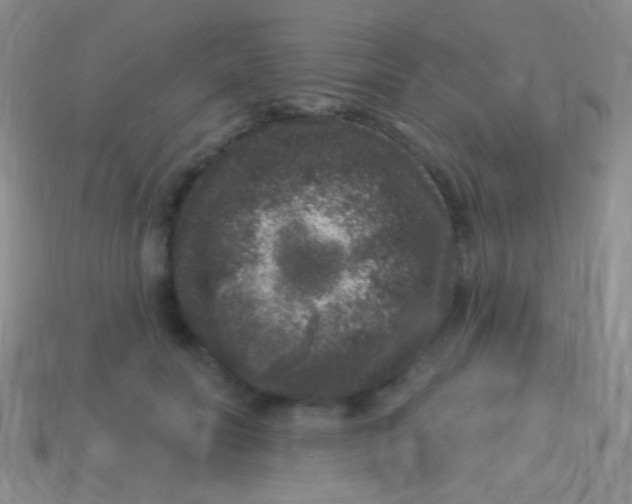 X0000113610606200910161931