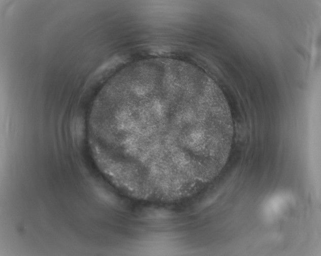 X0000113610648200910161930