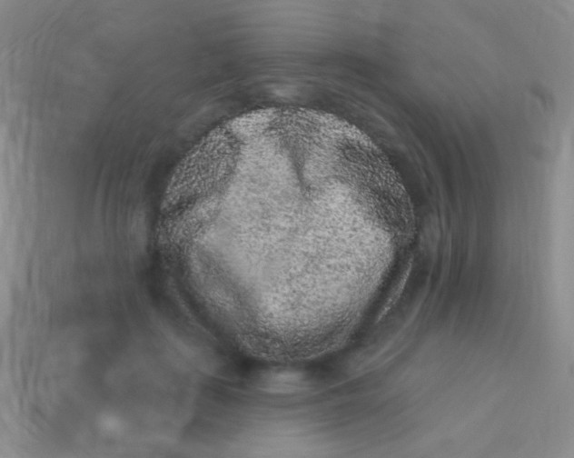 X0000113610651200910161930