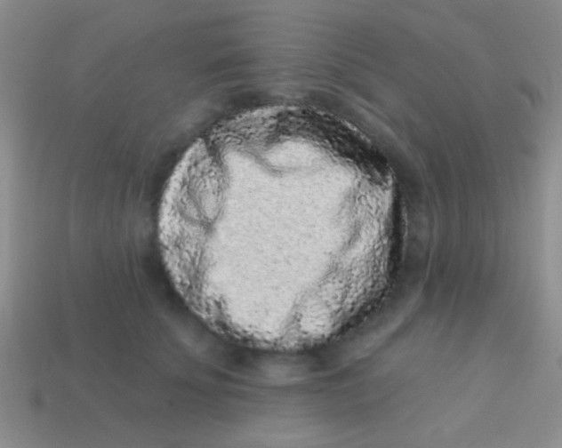 X0000113610707200910161929