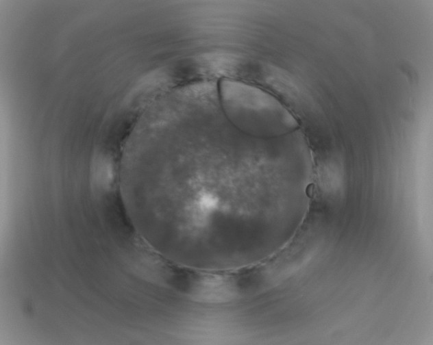 X0000113610709200910161929