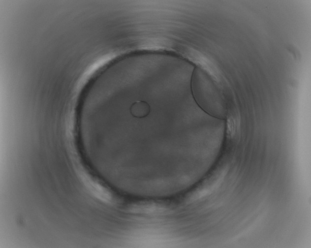 X0000113610724200910161929