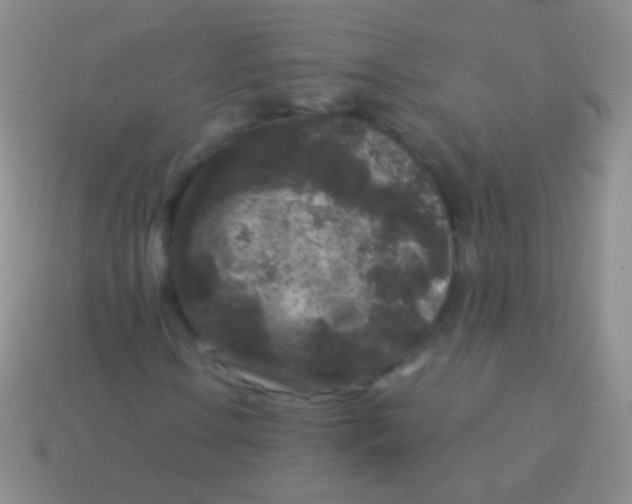 X0000113611106200910161923