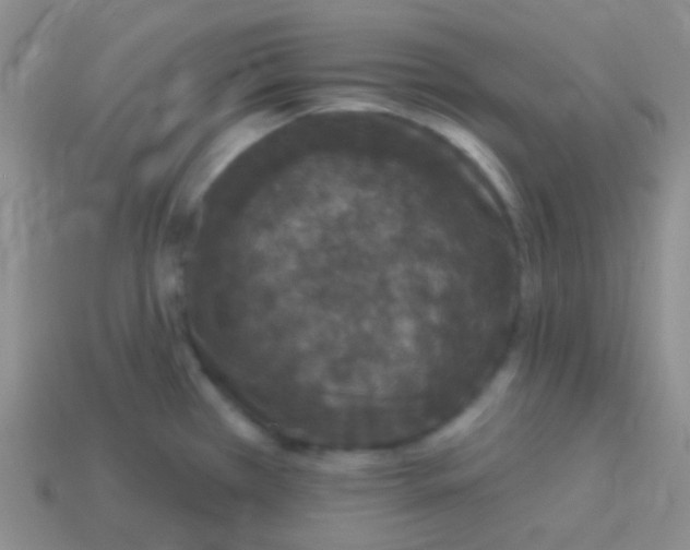 X0000113611385200910161919