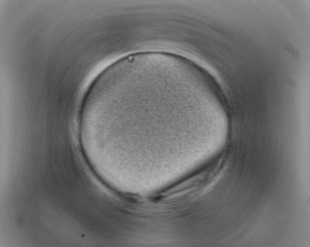 X0000113611517200910161917