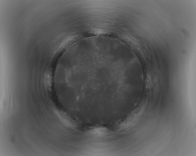 X0000113620210200909181446